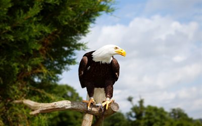 Bald eagle, North America, bird of prey, predator, wildlife, symbol of the USA, Haliaeetus leucocephalus