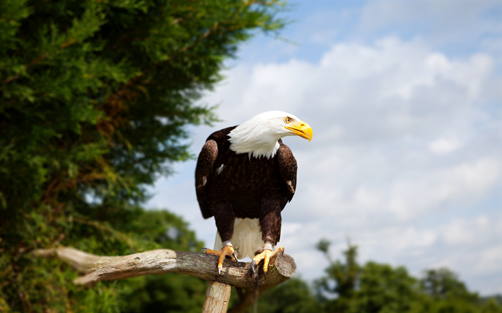 Bald eagle, Nordamerika, bird of prey, rovdjur, vilda djur, symbol f&#246;r USA, Haliaeetus leucocephalus