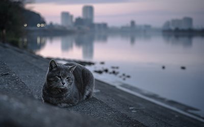 british shorthair cat, street, gray beautiful cat, evening, lake, sunset, cats breed