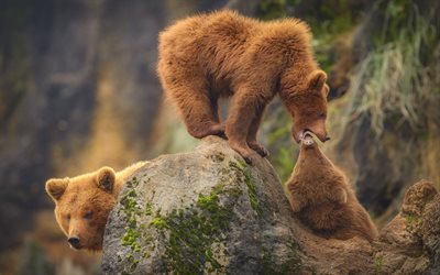 Bears, wildlife, USA, grizzly, bear family, North America
