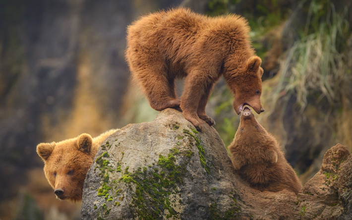 Orsi, fauna selvatica, USA, grizzly, orso famiglia, Nord America