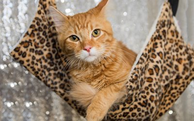 ginger cat, gato dom&#233;stico, las razas de los gatos rojos, mascotas, gatos