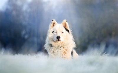 Samojed, vit fluffig hund, husdjur, vinter, sn&#246;, Ryssland