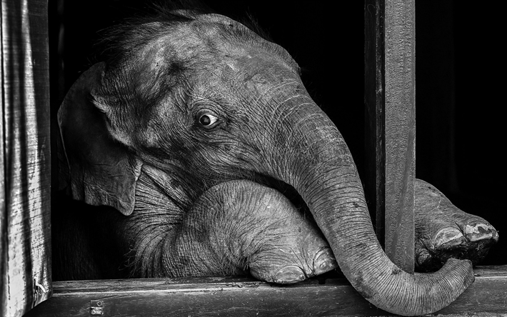 k&#252;&#231;&#252;k fil, Hayvanat Bah&#231;esi, sevimli hayvanlar, siyah ve beyaz fotoğraf, filler