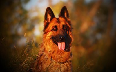 Perro Pastor alem&#225;n, perro grande, puesta de sol, noche, razas de perros, mascotas