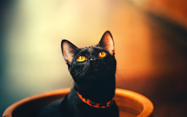 4k, القط بومباي, القط الأسود مع عيون صفراء, الحيوانات الأليفة, خوخه, القط المنزلي ،, القط الأسود, القطط, بومباي