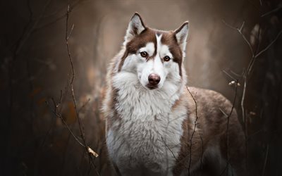 Brown Husky, oto&#241;o, bokeh, mascotas, animales lindos, el Husky Siberiano, el marr&#243;n del perro, Husky, perros Husky Siberiano