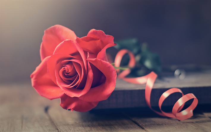 des roses roses, belle fleur rose, rose, ruban de soie, des roses sur le livre, de belles fleurs, de l&#39;humeur