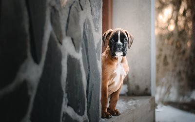 boxer dog, small puppy, cute little animals, pets, dogs