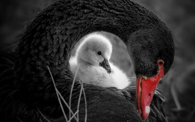 cisne negro, filhote, m&#227;e e filhote, a vida selvagem, close-up, cisnes