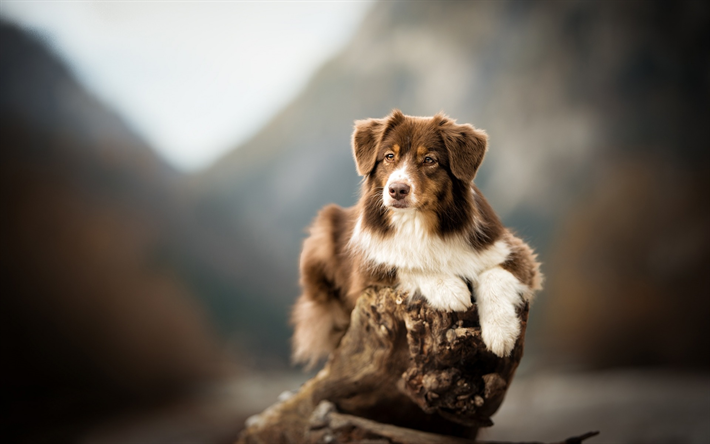 aussie, brown and white dog, australian shepherd hund, bokeh, haustiere, hunde