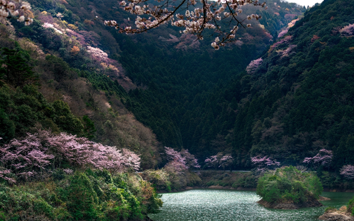 Japan, spring, sakura, mountains, forest, lake, Asia