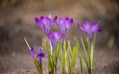 crocuses, purple flowers, spring, field, spring flowers