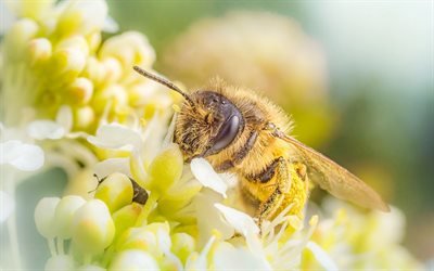 bee, spring, pollen gathering, honey, flowers, insect, macro
