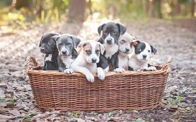 Weimaraner, cuccioli, cani di piccola taglia, famiglia, animali adorabili