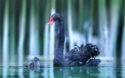 cisne negro, lago, m&#227;e e filhote, a vida selvagem, desfoque, cisnes