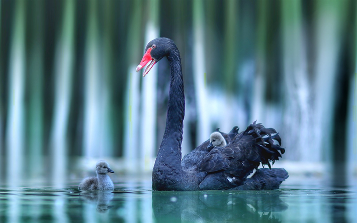 black swan, le lac, la m&#232;re et la cub, de la faune, de flou, de cygnes