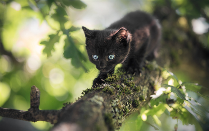 pequeno gato preto, ramo de &#225;rvore, bokeh, animais de estima&#231;&#227;o, gatos