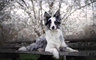 Border Collie, black and white dog, pets, wooden bench, park, dogs