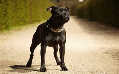 Staffordshire Bull Terrier, 4k, svart valp, husdjur, hundar, black Bull Terrier