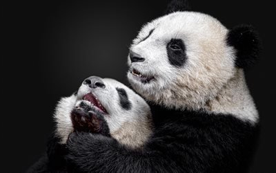panda, animales lindos, los oseznos de bamb&#250;, osos, pandas