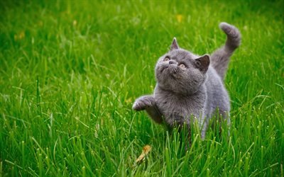 British Shorthair, c&#233;sped, gatito, la hierba verde, gato dom&#233;stico, los gatos, el gato gris, ojos azules, simp&#225;ticos animales, Gato Brit&#225;nico de Pelo corto