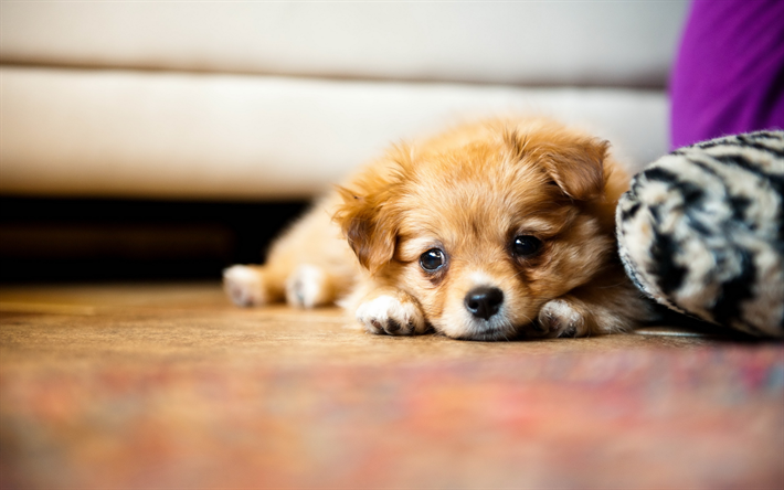 small dog, chihuahua, puppy, brown dog, pets, bokeh, cute little animals