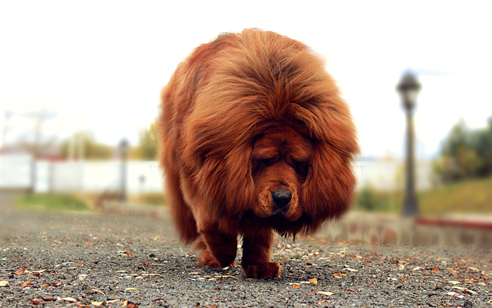 thumb2-tibetan-mastiff-fluffy-dog-sad-do