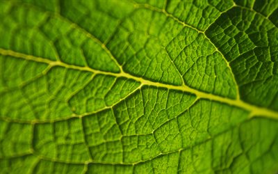 4k, green leaf texture, macro, feuille verte de fond, les plantes, l&#39;&#233;cologie, les textures de feuilles, vert horizons, close-up, la texture de la feuille