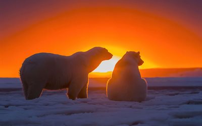 polar bears, 4k, snowdrifts, sunset, mother and cub, predators, bears, maritime bears, Ursus maritimus, wildlife