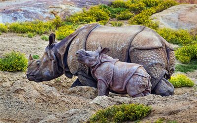 rinocerontes, m&#227;e e filhote, &#225;frica, hdr, vida selvagem, rinoceronte