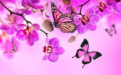 orquídeas cor de rosa, borboletas, lindas flores, arte floral, fundos roxos, orquídeas