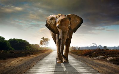 elefante na estrada, noite, p&#244;r do sol, &#225;frica, elefantes, grande elefante, vida selvagem, elefante