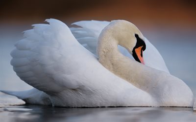 white swan, evening, sunset, lake, white bird, swans, beautiful birds