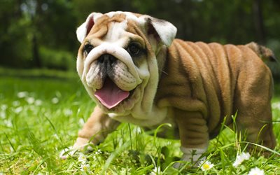 English Bulldog, lawn, happy dog, cute animals, pets, English Bulldog Dogs, funny dog