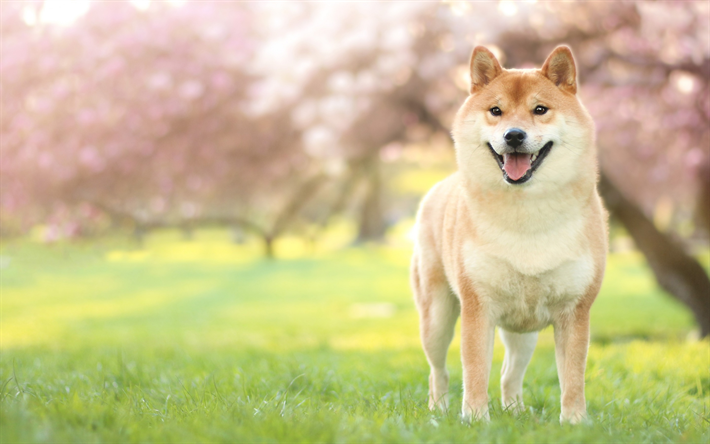 Akita Inu, lawn, pets, dogs, spring, cute animals, Akita Inu Dog