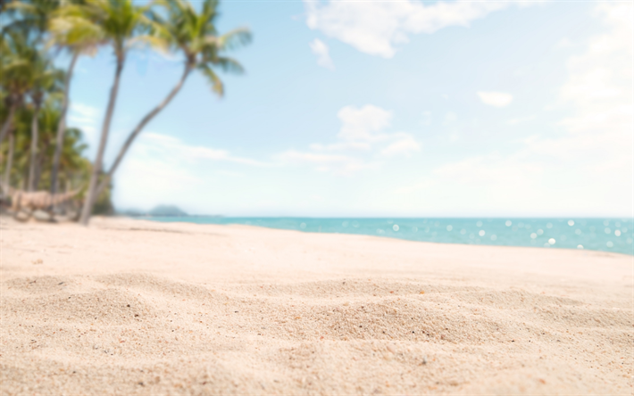 ダウンロード画像 ビーチ 砂 マクロ 海 ヤシの木 トロピカルアイランド 夏の概念 フリー のピクチャを無料デスクトップの壁紙