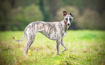 Whippet Dog, lawn, dogs, gray dog, cute animals, pets, Whippet