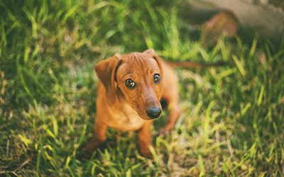 Dachshund, close-up, puppy, pets, dogs, brown dachshund, cute animals, Dachshund Dog