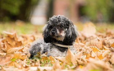 Poodle, autumn, curly dog, gray poodle, pets, dogs, funny dog, Poodle Dog