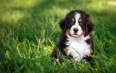 Bernese Mountain Dog, filhote de cachorro, animais de estima&#231;&#227;o, grama verde, mountain dog, cachorros, animais fofos, pequeno c&#227;o de gado, Bernese Mountain Dog C&#227;o