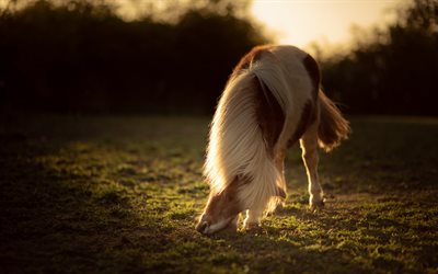 branco cavalo castanho, p&#244;r do sol, noite, campo, ver&#227;o, cavalo