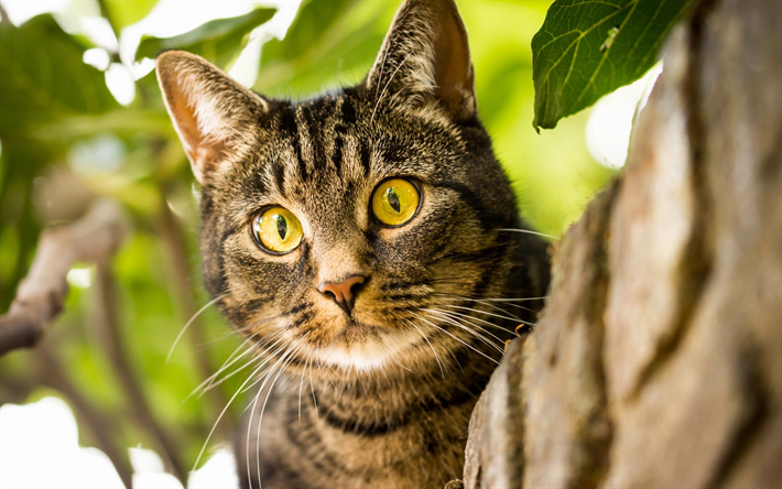 American Bobtail, cat on tree, pets, domestic cat, cute animals, close-up, cats, American Bobtail Cat