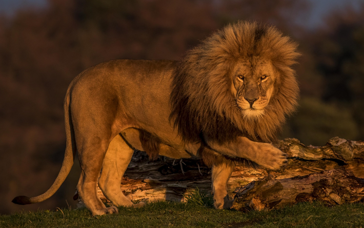 大きなライオン, アフリカ, 夕日, 夜, 野生動物, プレデター, ライオンズ
