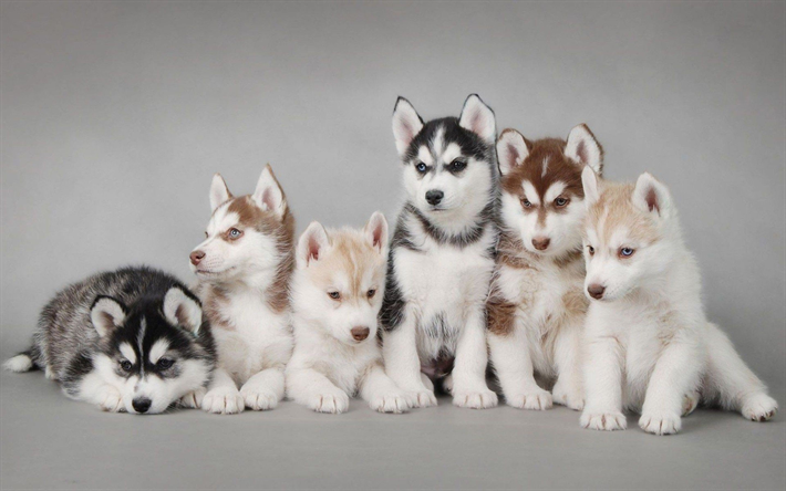 Siberian Husky, famiglia, cuccioli, piccolo Husky, simpatici animali, Cani Husky, cani Siberian Husky Cane, un Husky