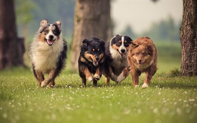 Aussie, family, Australian Shepherd, running dogs, pets, dogs, Australian Shepherd Dog, Aussie Dog