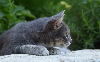 cinza fofo gatinho, Gato British shorthair, animais fofos, animais de estima&#231;&#227;o, gatos