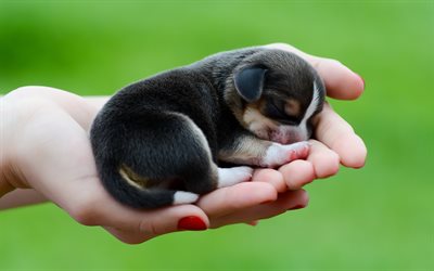 Beagle, puppy, sleeping dog, newborn beagle, pets, dogs, cute animals, beagle in hand, Beagle Dog, small beagle