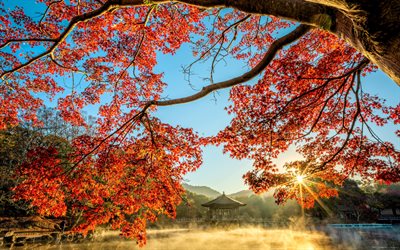 日本, 4k, 池, 秋, 明るい太陽光線, sunset, 美しい自然, アジア