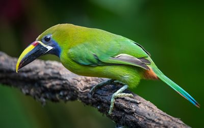 Toucan, 4k, yeşil kuş, yaban hayatı, egzotik kuşlar, Emerald Toucanet, toucanlar